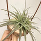 Tillandsia Latifolia #3