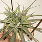 Tillandsia Latifolia #3