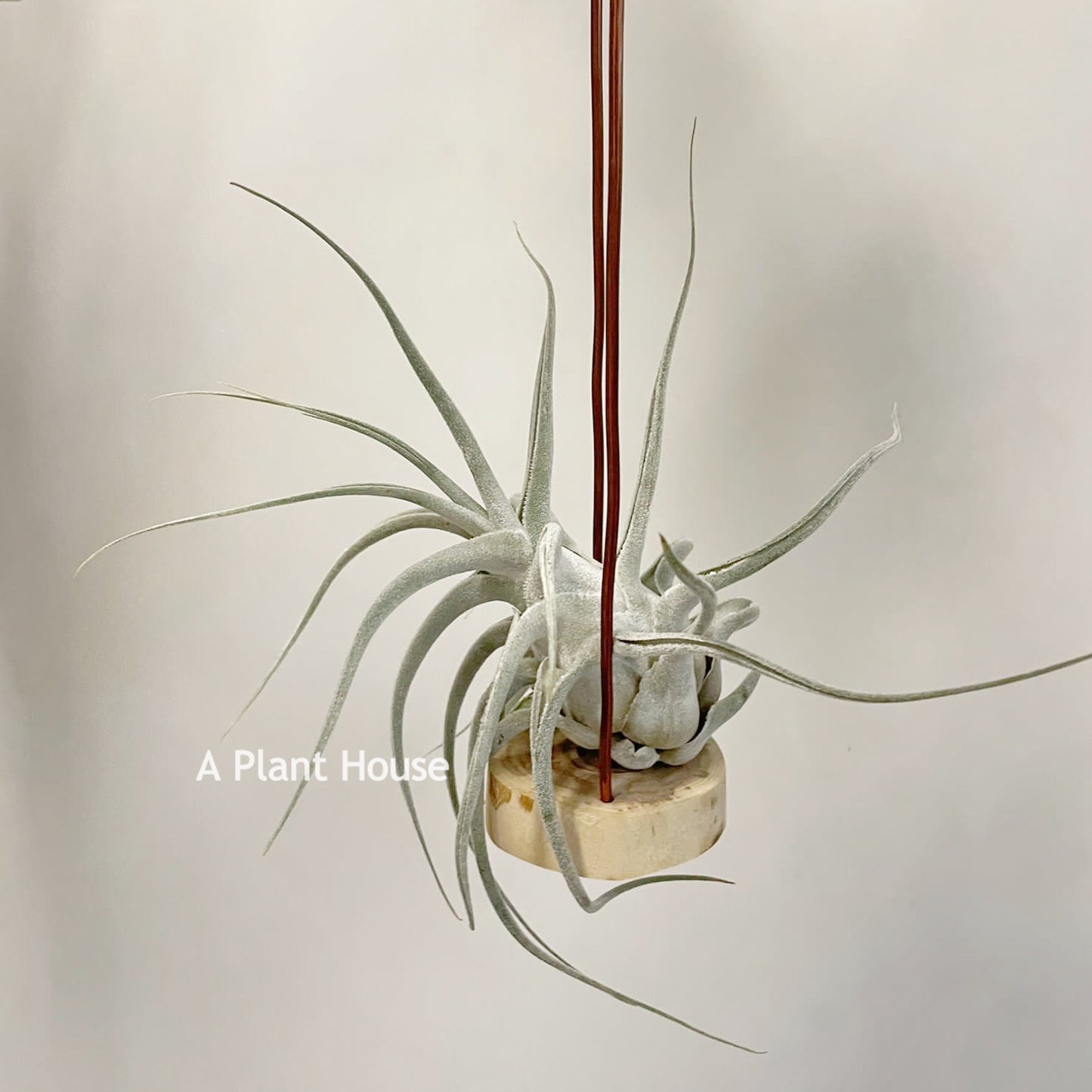 Tillandsia Ehlersiana