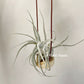 Tillandsia Ehlersiana