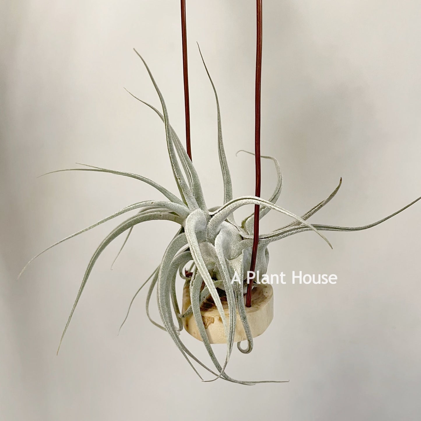 Tillandsia Ehlersiana