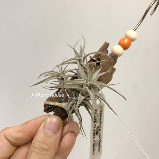 Tillandsia Latifolia