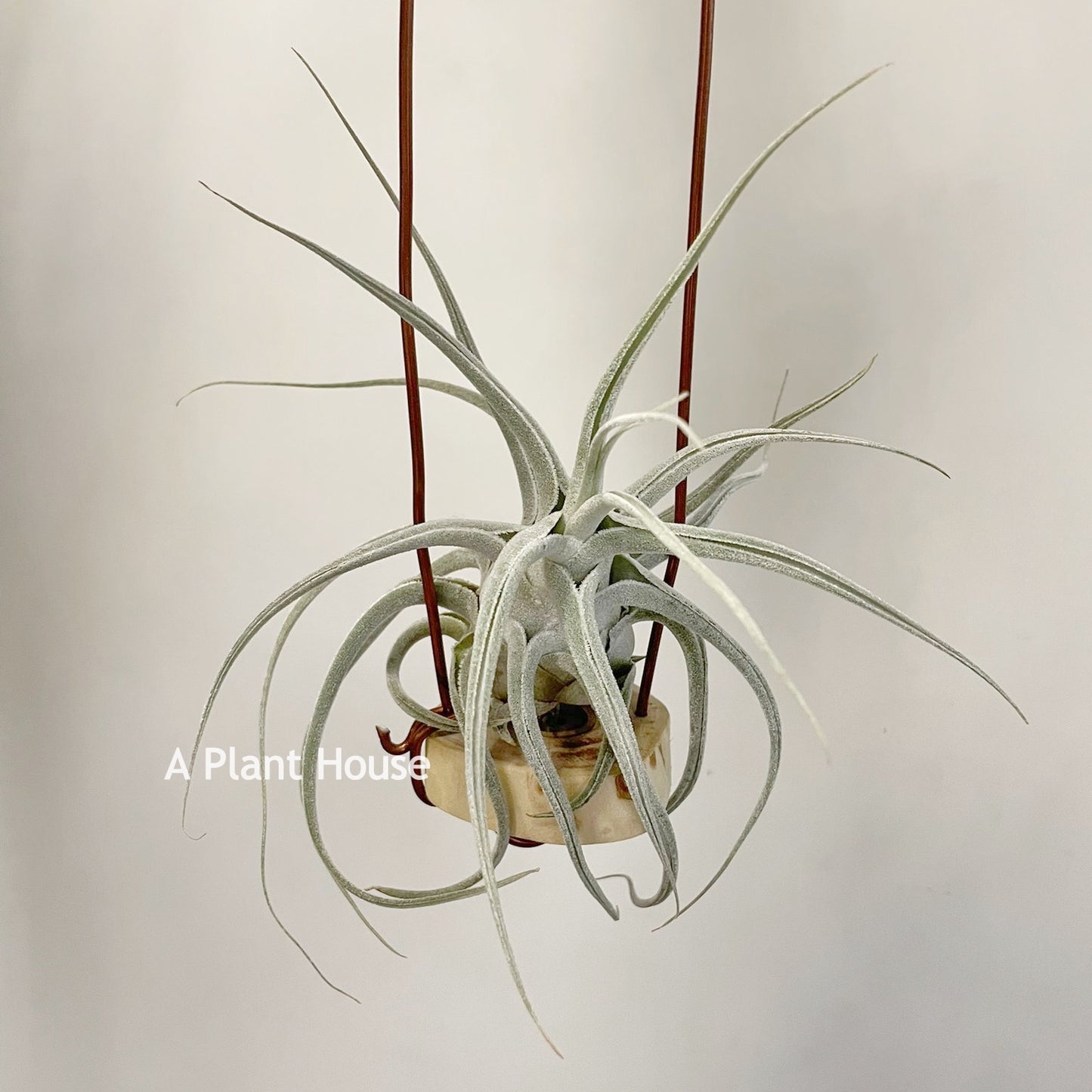 Tillandsia Ehlersiana