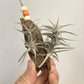 Tillandsia Latifolia