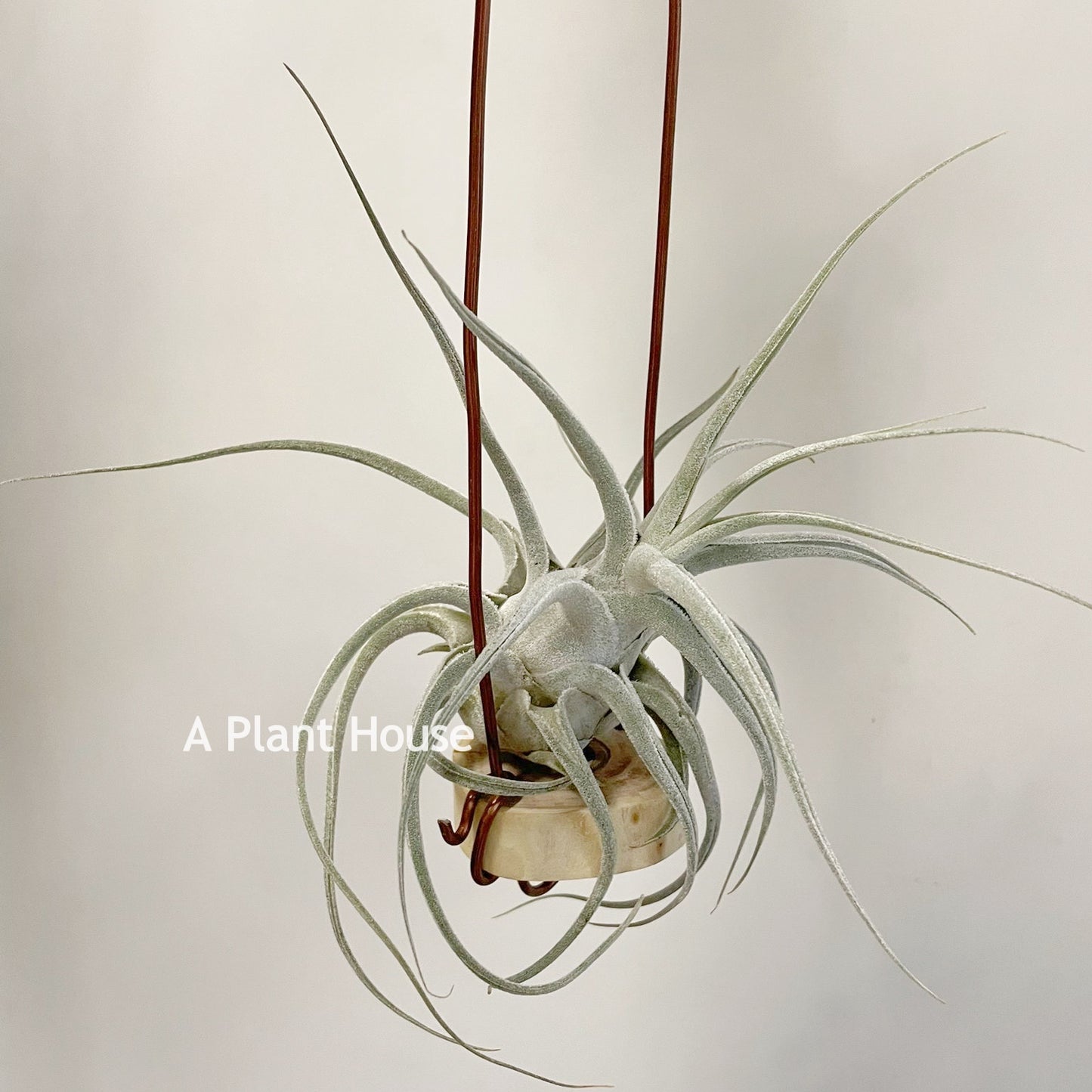 Tillandsia Ehlersiana