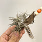 Tillandsia Latifolia