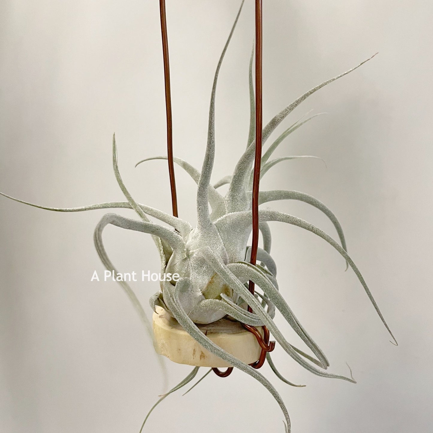 Tillandsia Ehlersiana