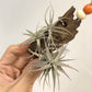 Tillandsia Latifolia