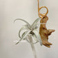 Tillandsia Muhriae x Edithae