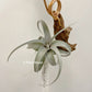 Tillandsia Muhriae x Edithae