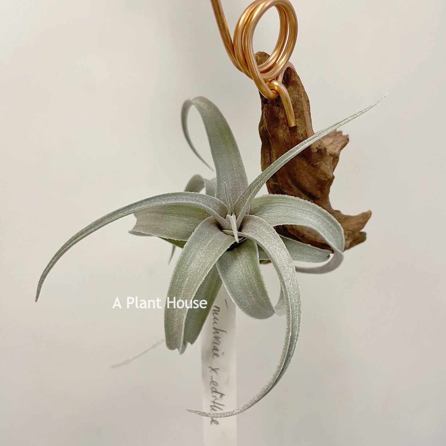 Tillandsia Muhriae x Edithae