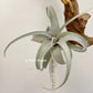 Tillandsia Muhriae x Edithae