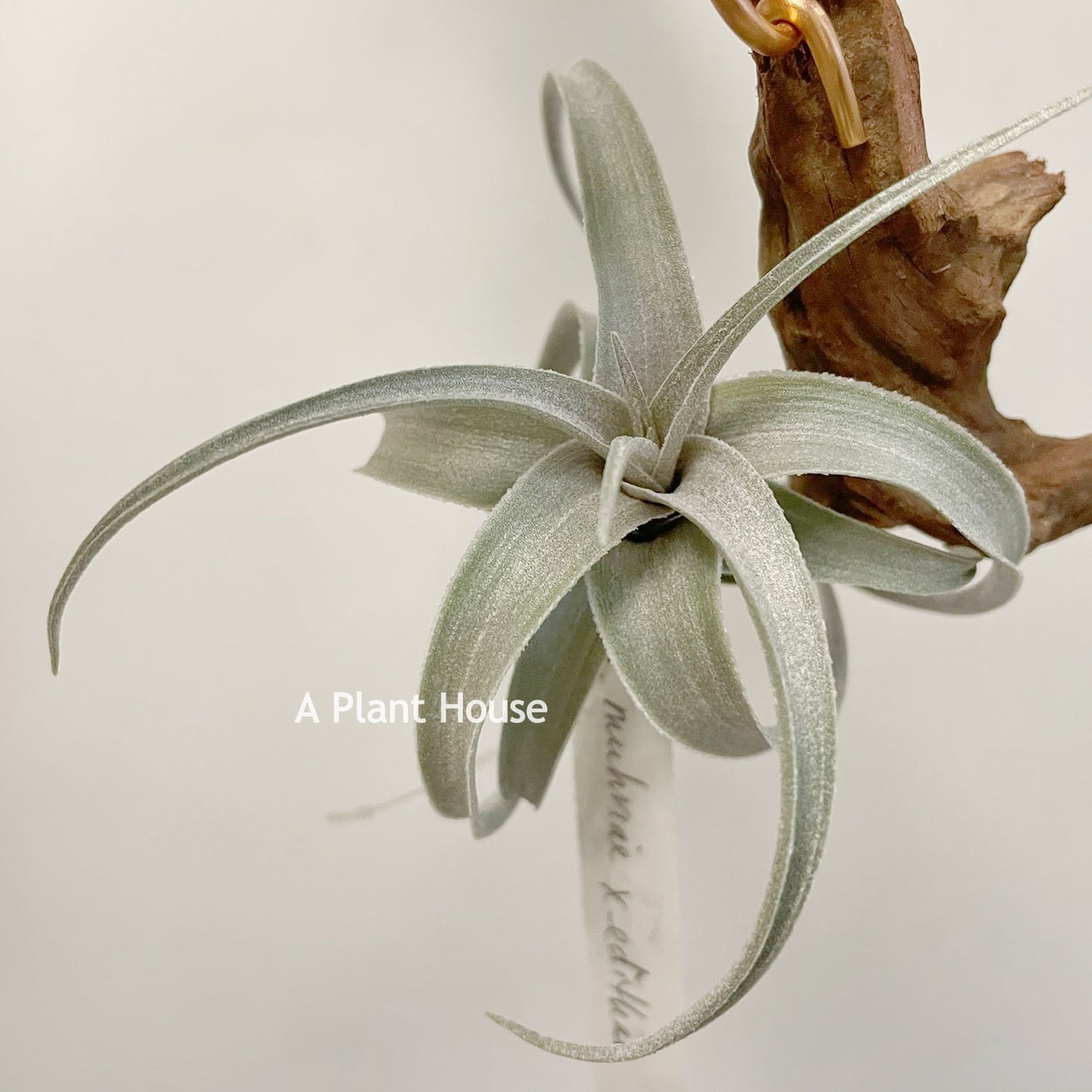 Tillandsia Muhriae x Edithae