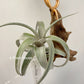 Tillandsia Muhriae x Edithae