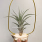 Tillandsia X Correalei