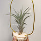Tillandsia X Correalei