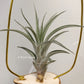 Tillandsia X Correalei