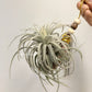 Tillandsia Mauryana