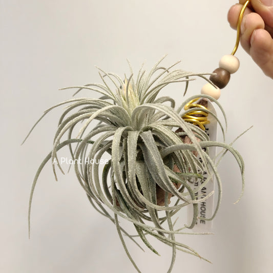 Tillandsia Mauryana