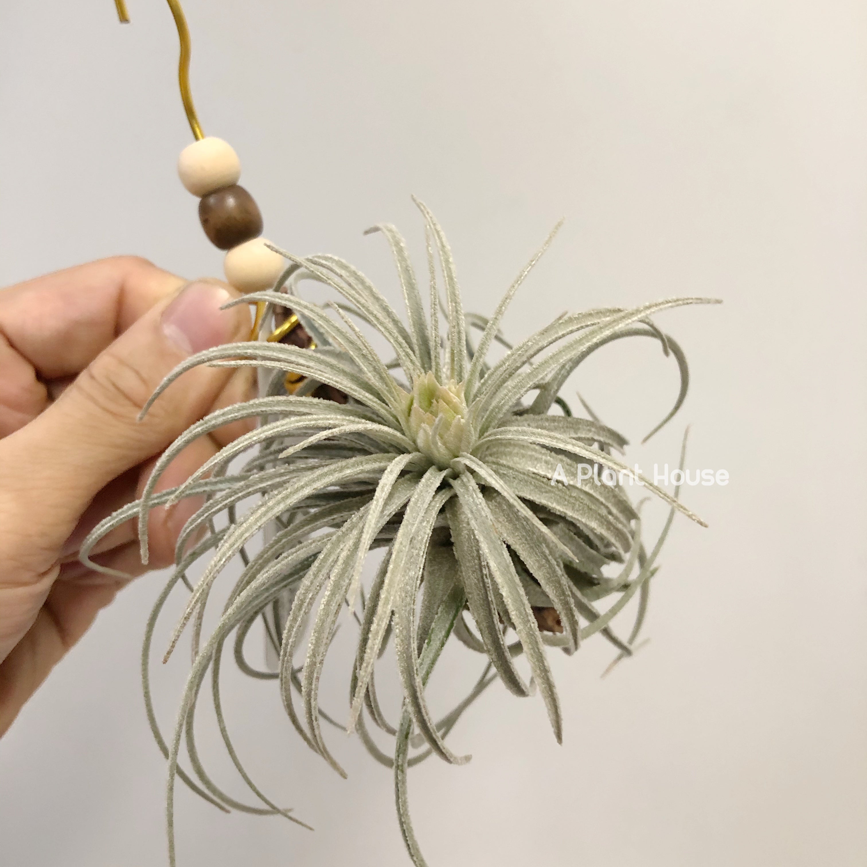 Tillandsia Mauryana – APlantHouse