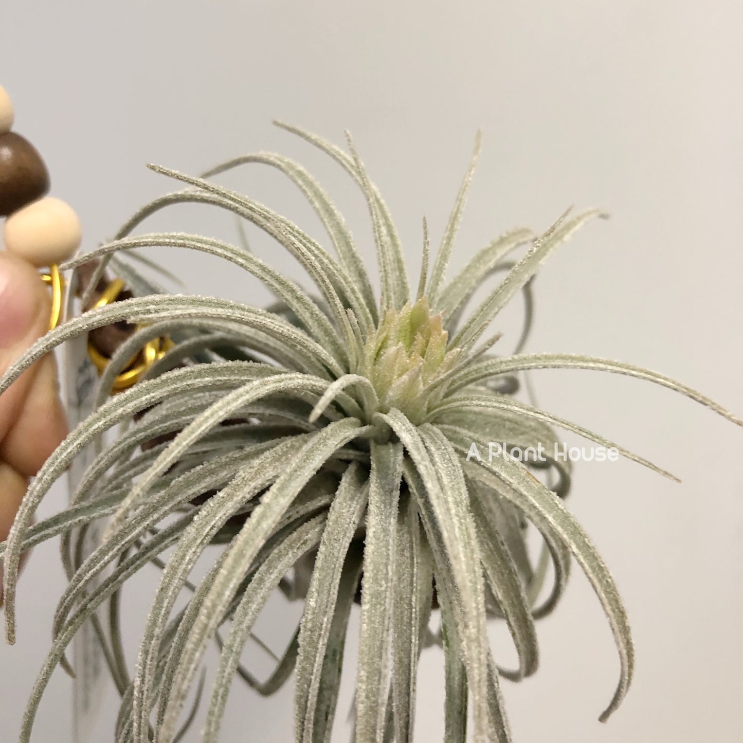 Tillandsia Mauryana