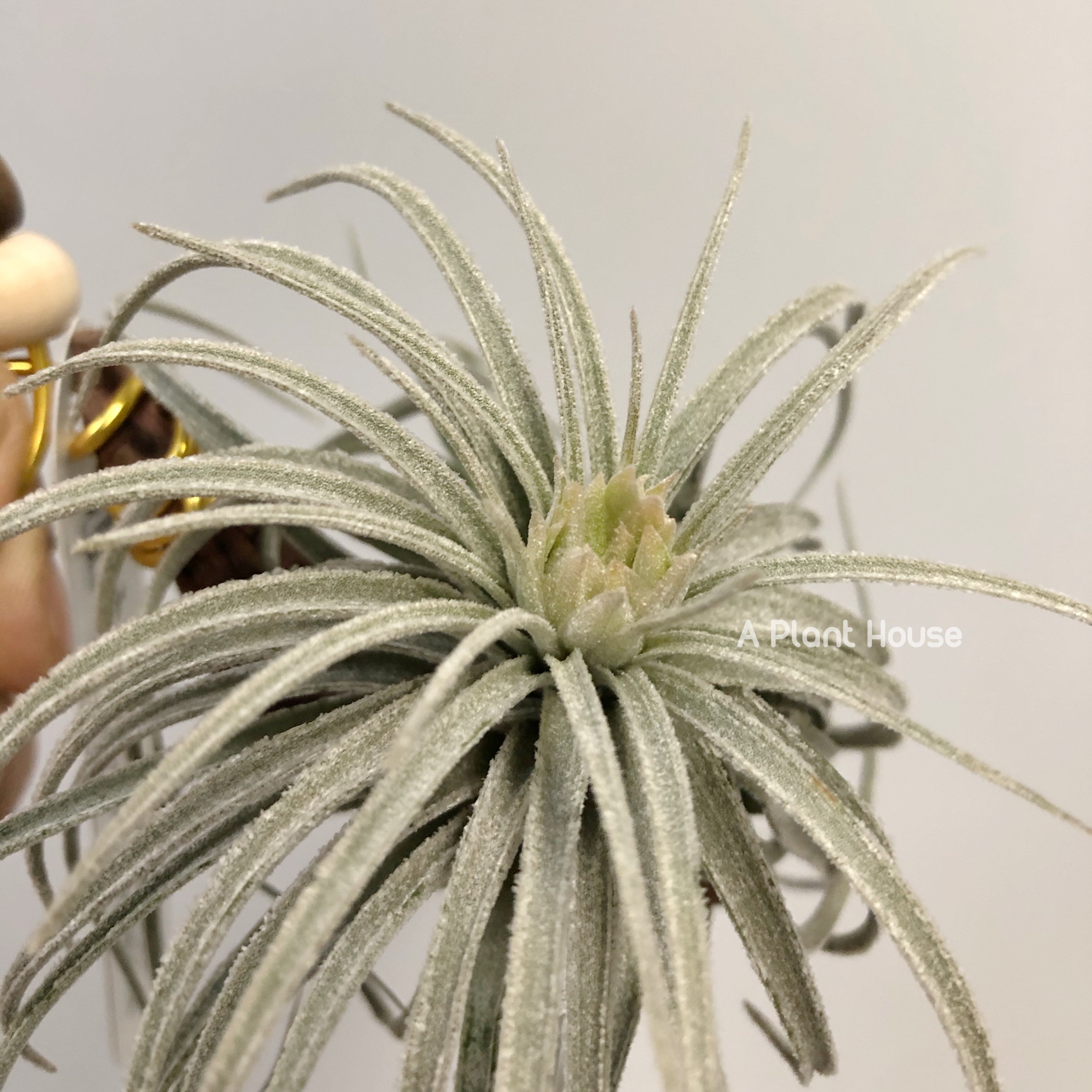 Tillandsia Mauryana – APlantHouse