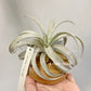 Tillandsia Mima V. Mima