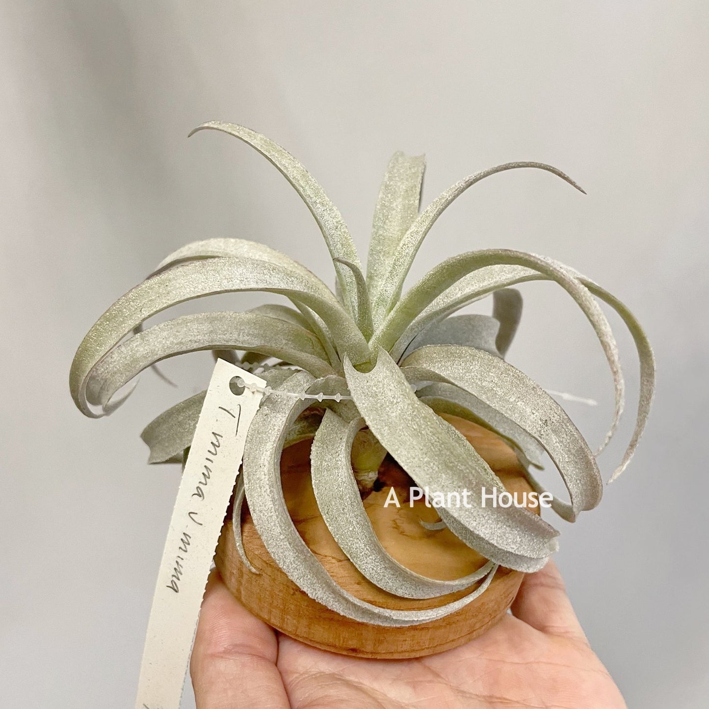 Tillandsia Mima V. Mima