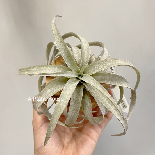 Tillandsia Mima V. Mima