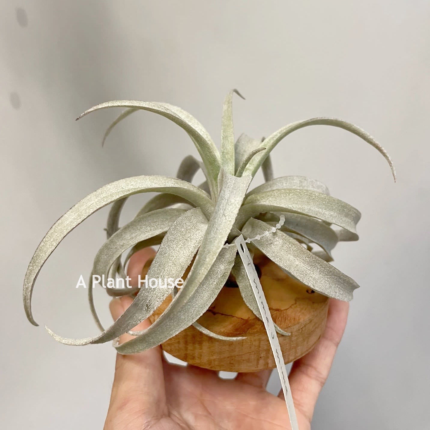 Tillandsia Mima V. Mima