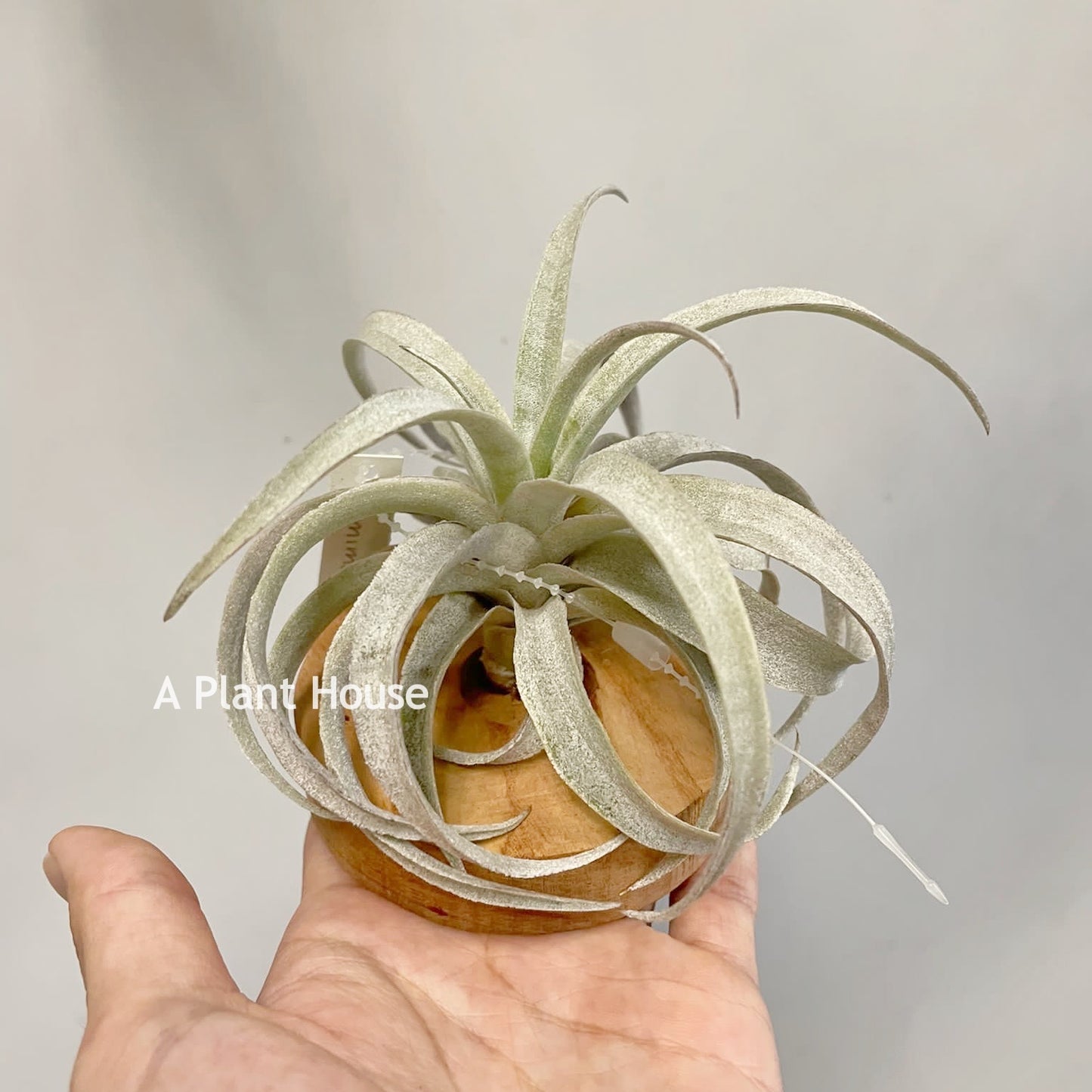 Tillandsia Mima V. Mima