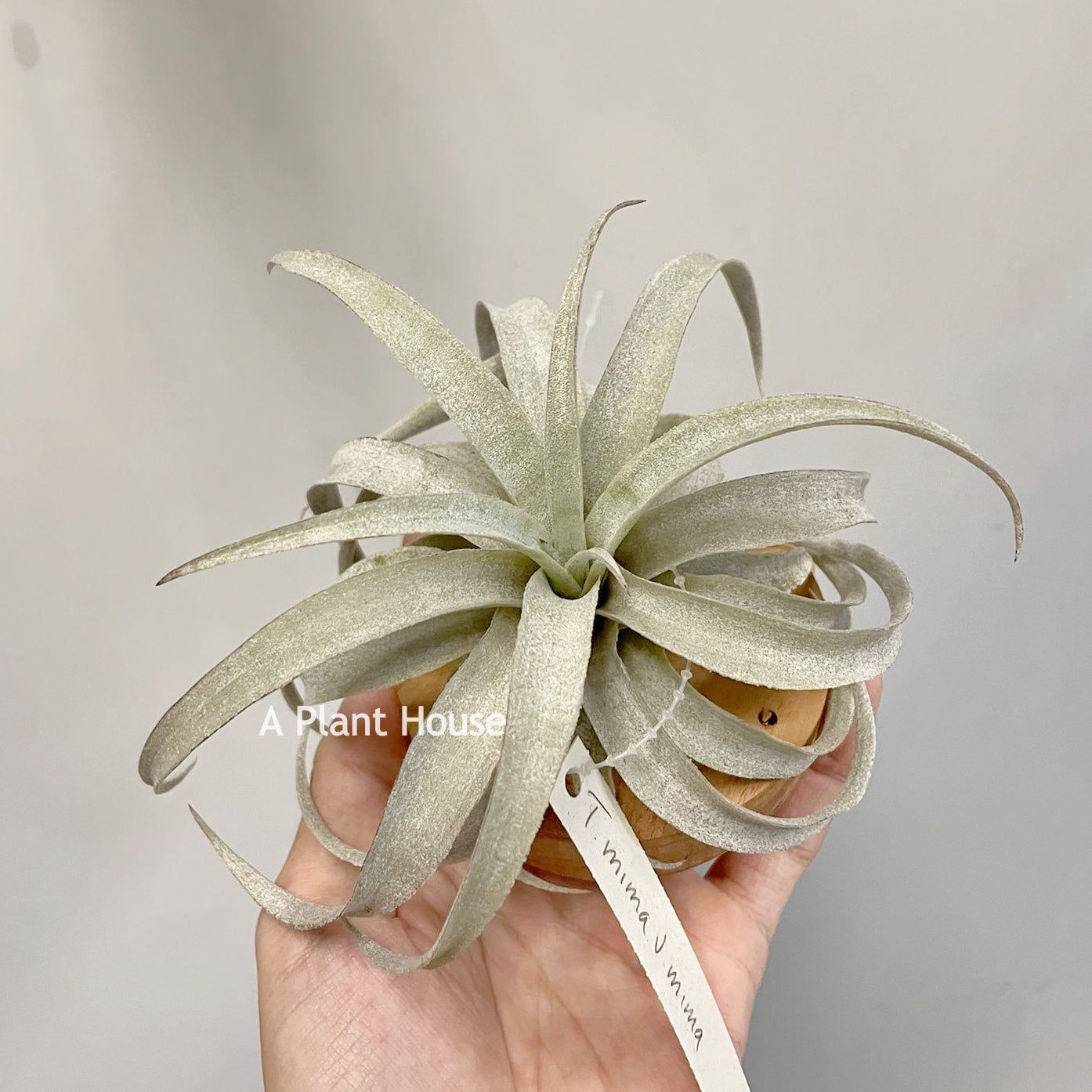 Tillandsia Mima V. Mima