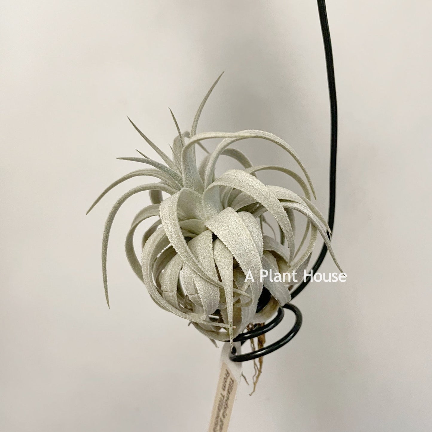 Tillandsia Gardneri V. Rupicola