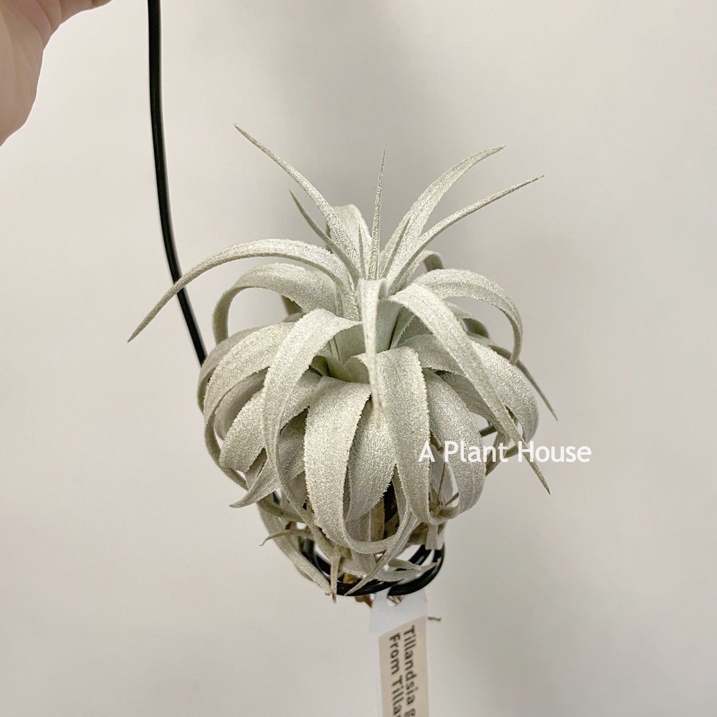 Tillandsia Gardneri V. Rupicola