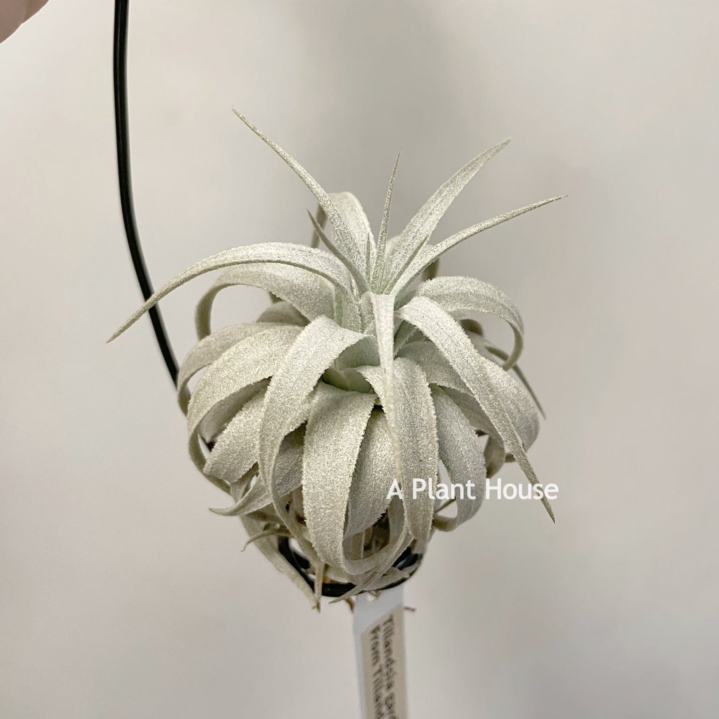 Tillandsia Gardneri V. Rupicola