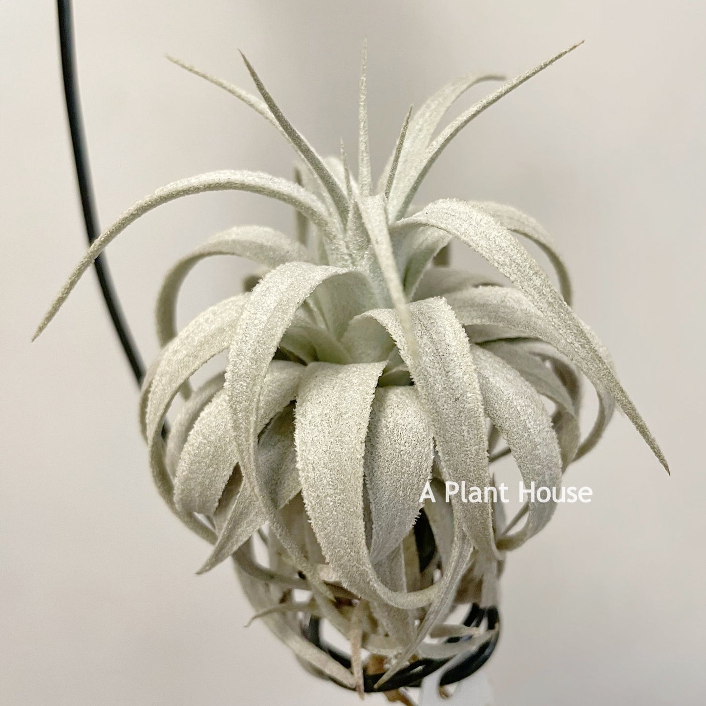 Tillandsia Gardneri V. Rupicola