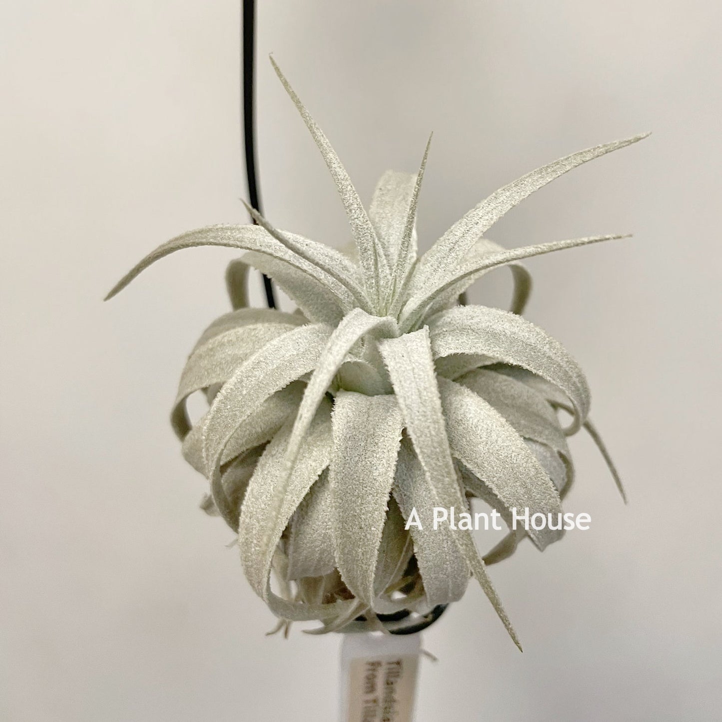 Tillandsia Gardneri V. Rupicola