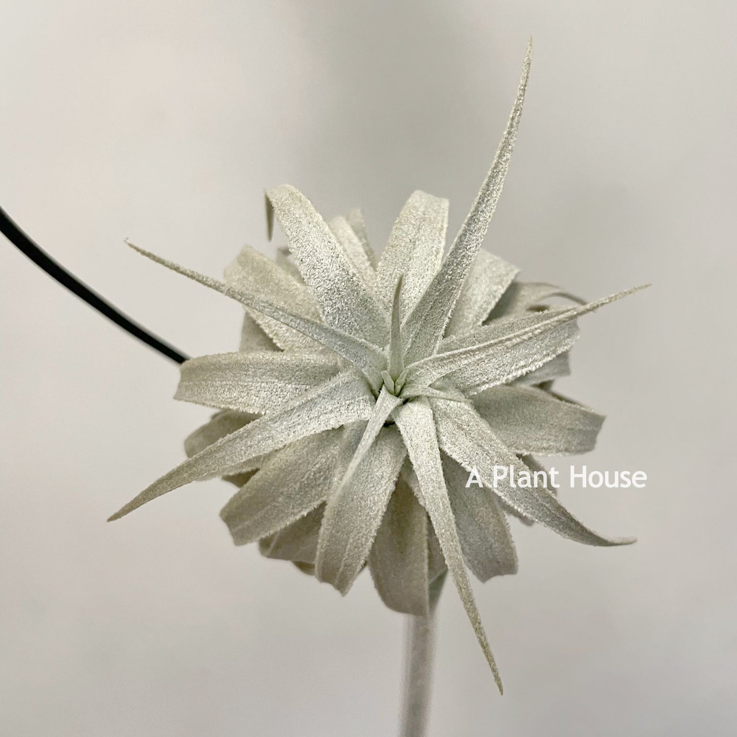 Tillandsia Gardneri V. Rupicola