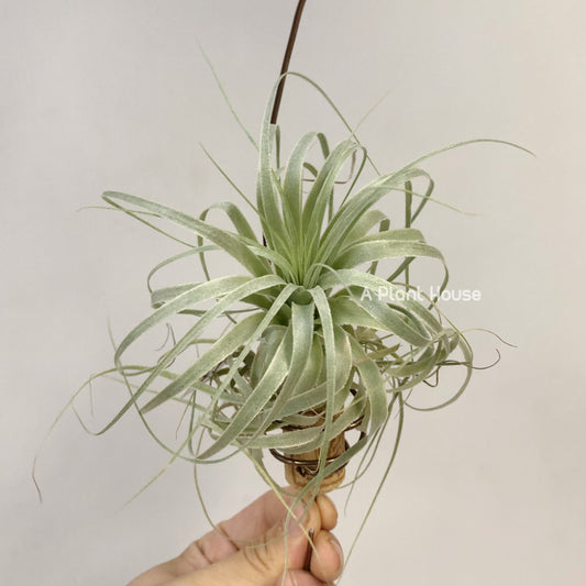 Tillandsia Gardneri