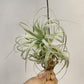 Tillandsia Gardneri