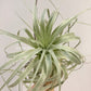 Tillandsia Gardneri