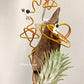 Tillandsia Ionantha ‘Rocket’