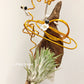 Tillandsia Ionantha ‘Rocket’