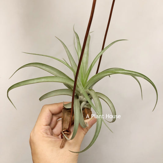 Tillandsia Sphaerocephala x Streptophylla