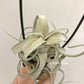 Tillandsia The Great White