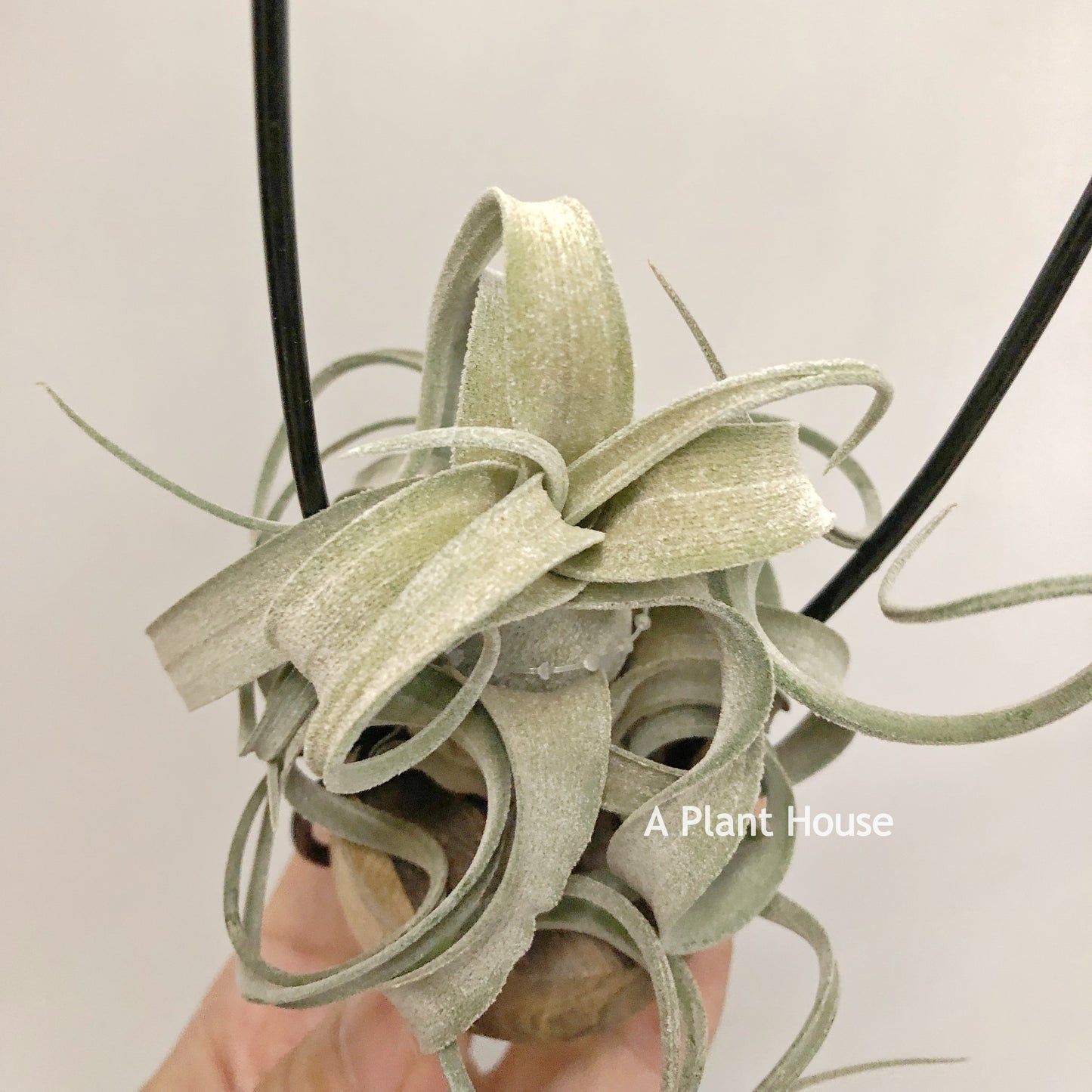 Tillandsia The Great White