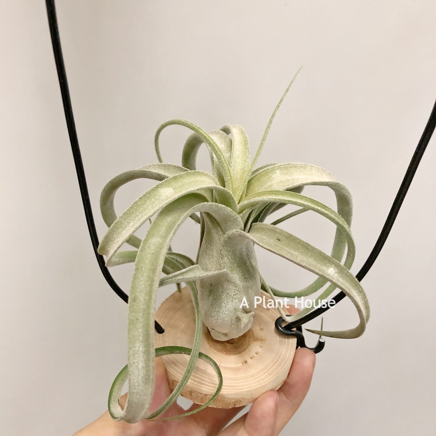 Tillandsia Streptophylla x Fasciculata