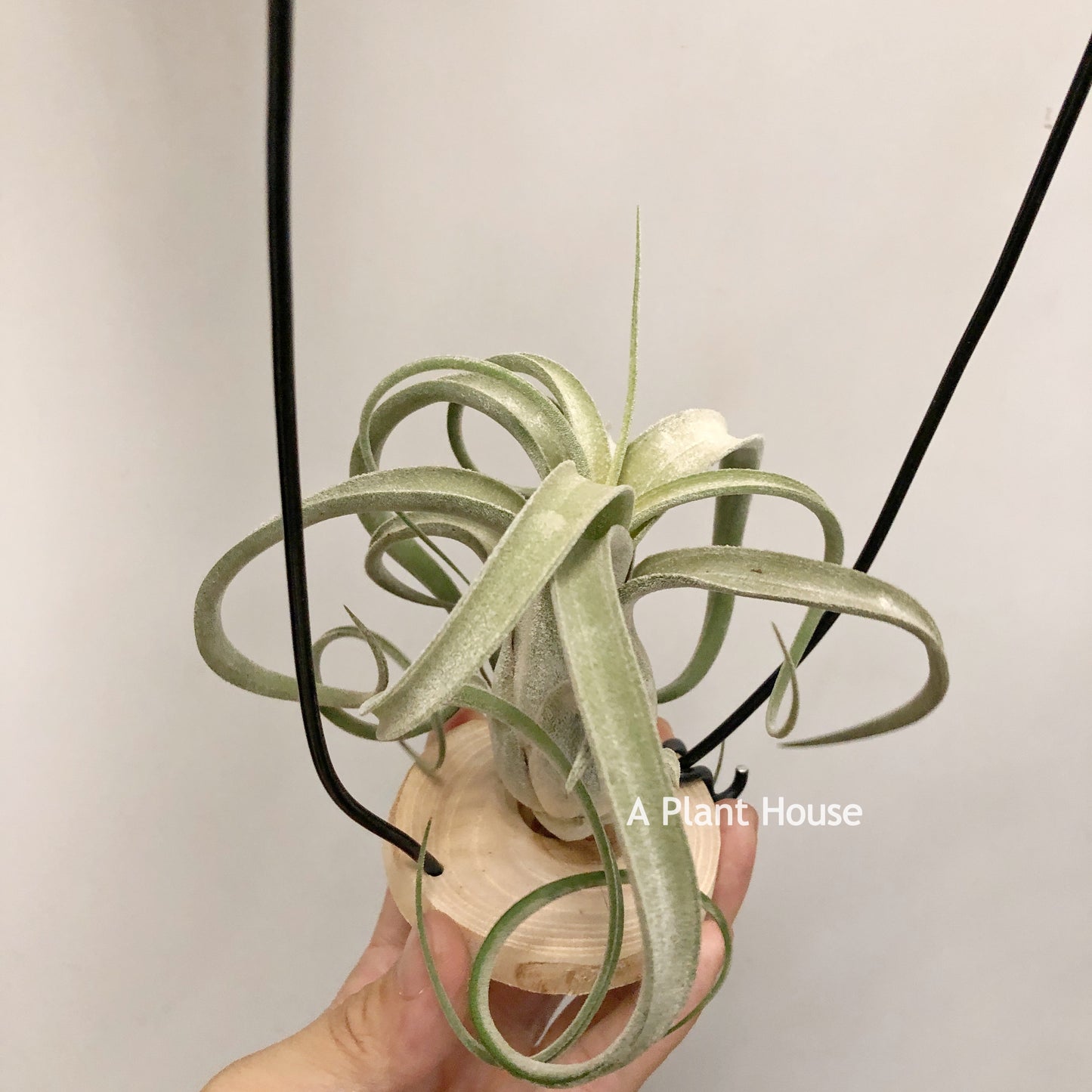 Tillandsia Streptophylla x Fasciculata