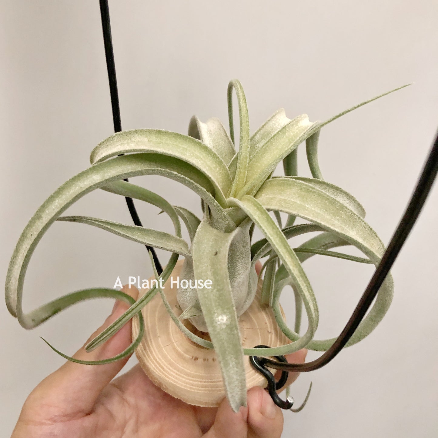 Tillandsia Streptophylla x Fasciculata