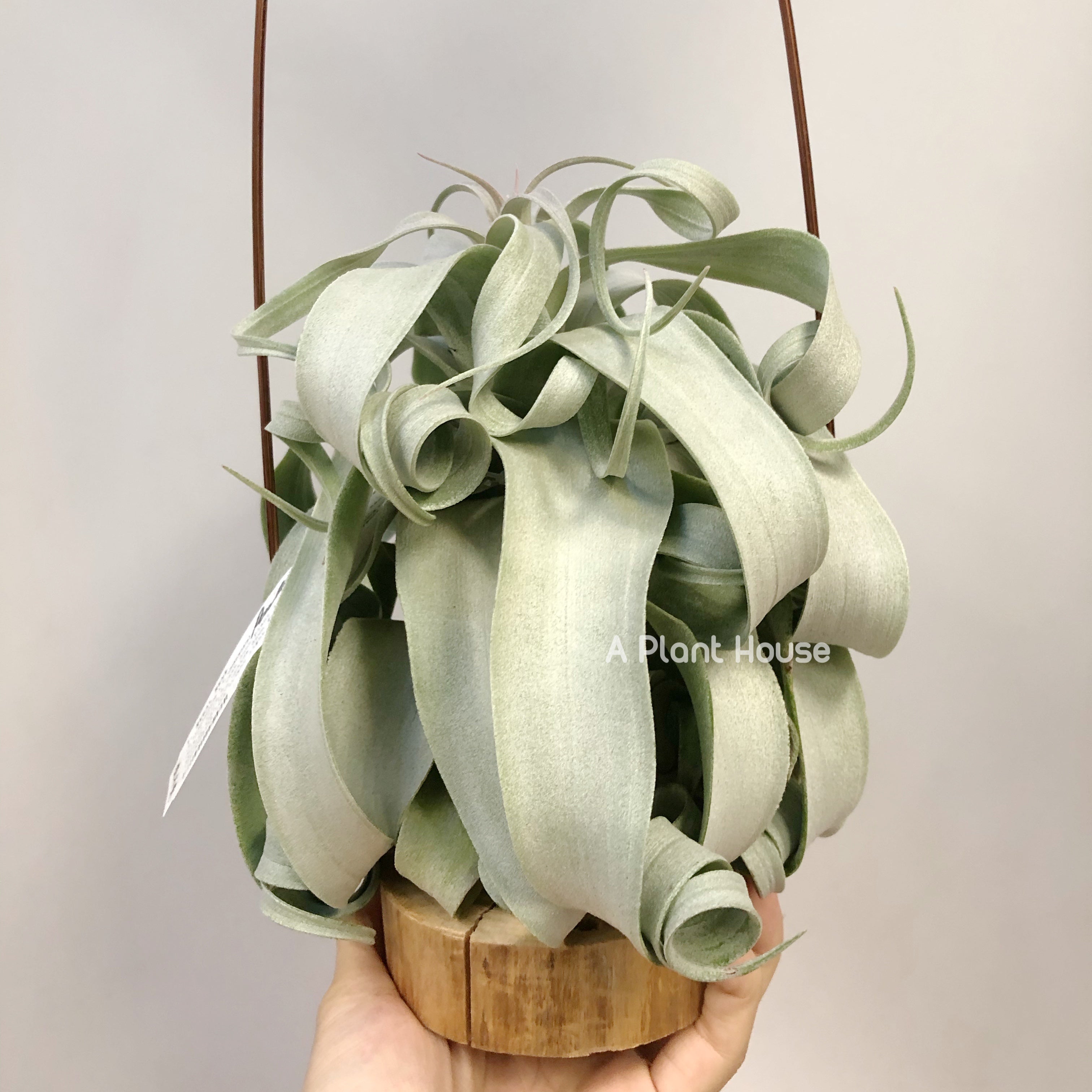 Tillandsia Regal Rene - specimen – APlantHouse